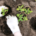 september 2015 client bulletin